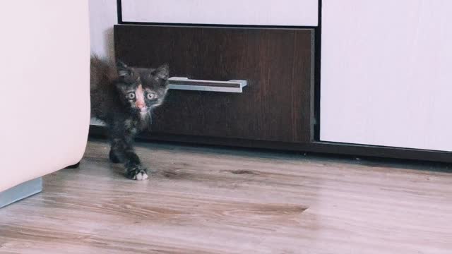 Where did you go? (kitten - new pet) Waif has found a home!