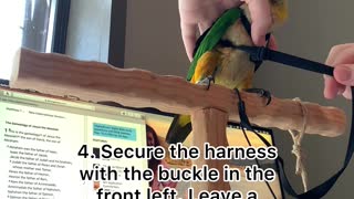 How to place your bird's harness on them