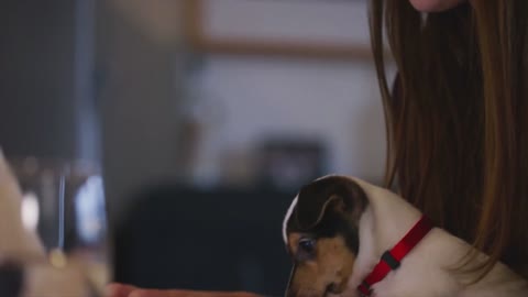 crazy puppy pet