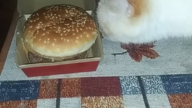 Burger kitty