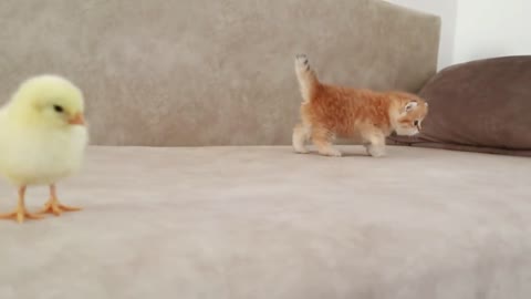 Kittens walk with a tiny chicken