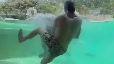 The tiger swimming