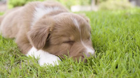 A cute little puppy tries to sleep on grass - closeup