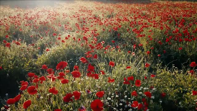 Poppy Field Poppy Field Red Flower Flower Plant Amazing