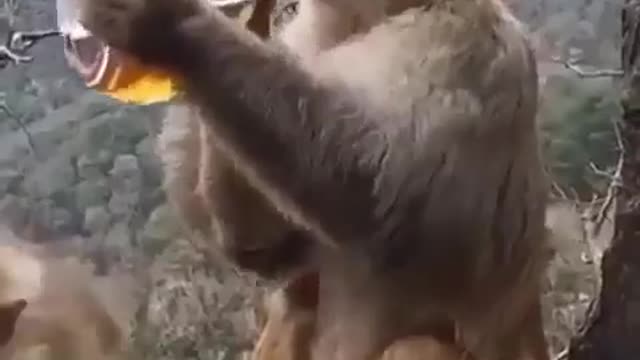 Monkey drinking beer