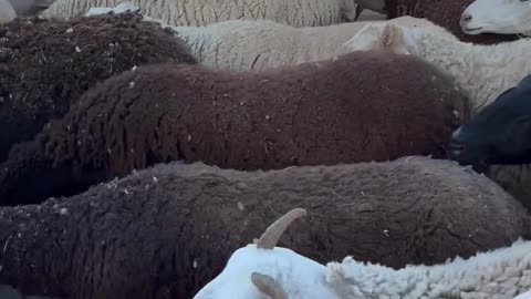 Stuck In Sheep Traffic Jam