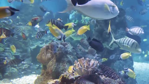 Ocean Park Underwater World