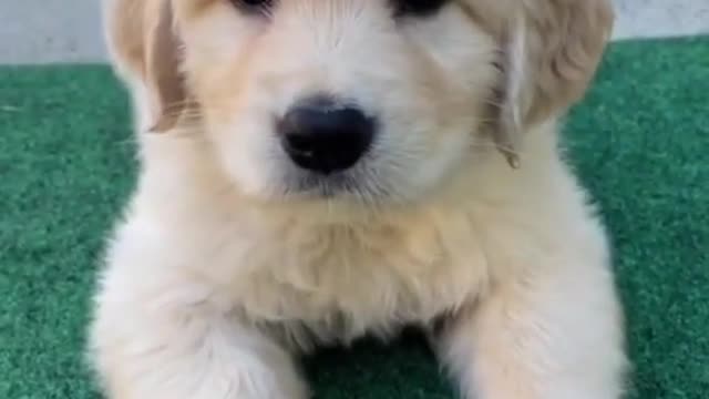 Playing with my golden retriever