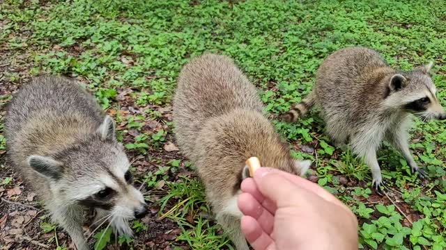 raccoons want to eat