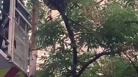 Python Removed From Barcelona Tree