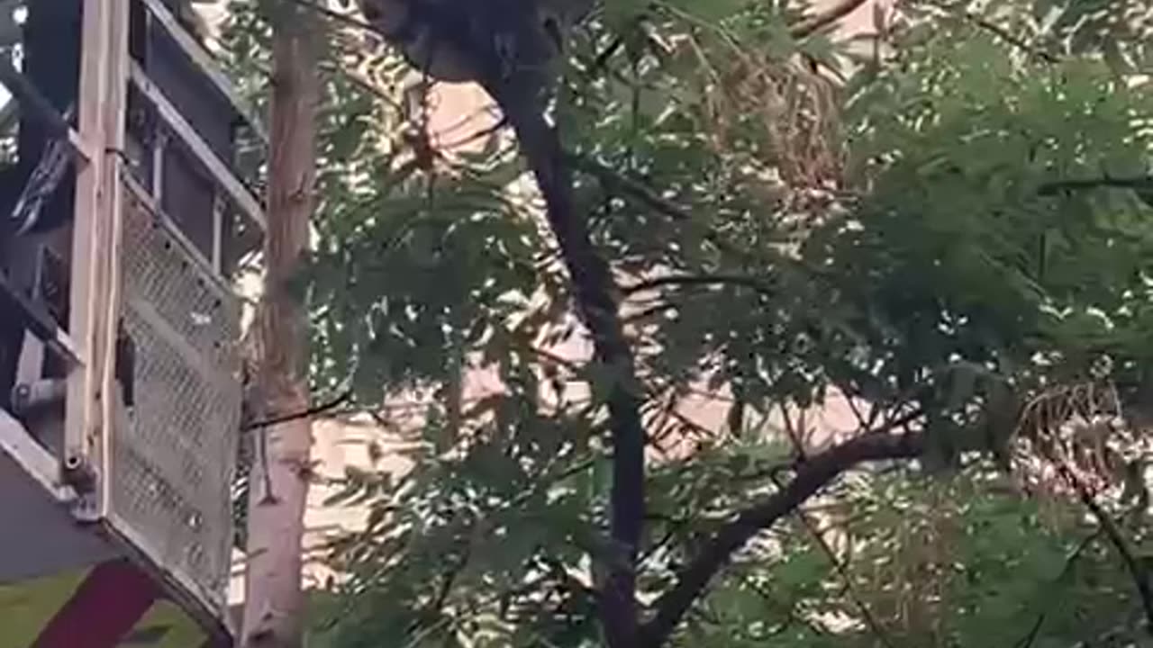 Python Removed From Barcelona Tree
