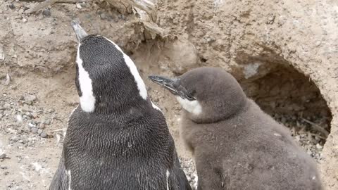 Penguin chick funny know-it-all