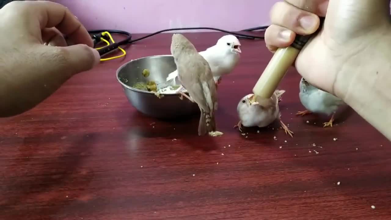 Hungry Zebra Finches/ Hand Feeding Finches