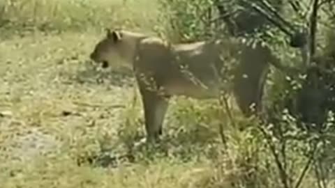 Lions Act Of Cowardice Coward Lions Assaulting Bsboon Brave Baboon Fights Alone