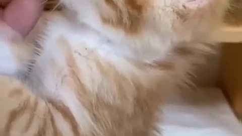 😹Cats Doing Cat Things😹