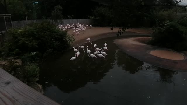 Flamingos at the zoo