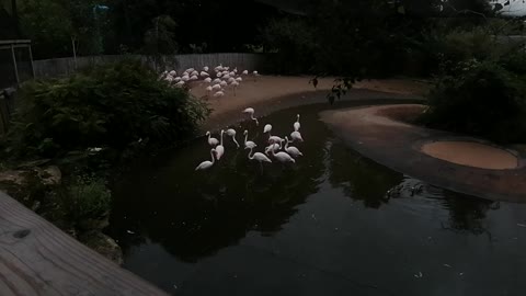 Flamingos at the zoo