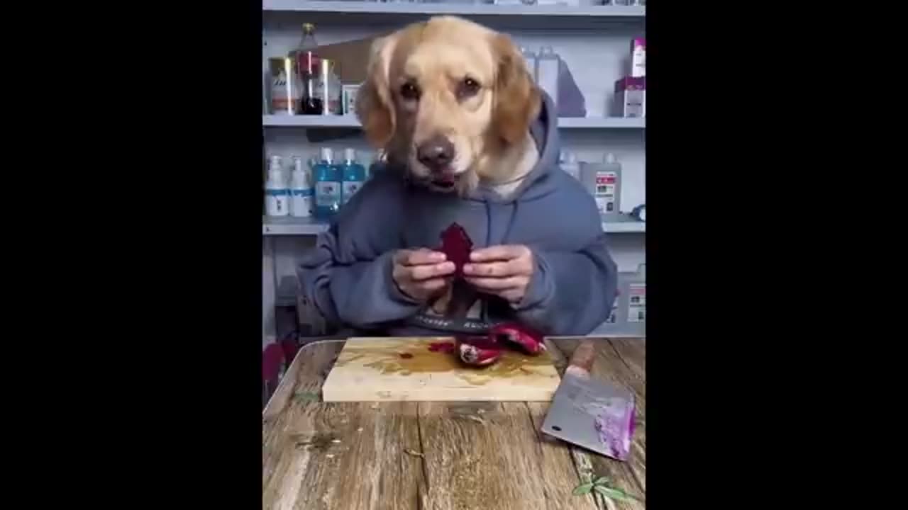 New Funny Animals π Funniest Cats and Dogs Videos πΊπΆ