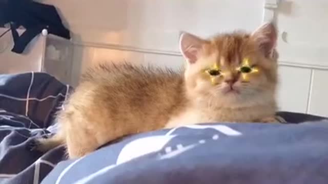 Baby Kitten Wink!