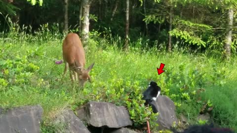 cat terrifies deer
