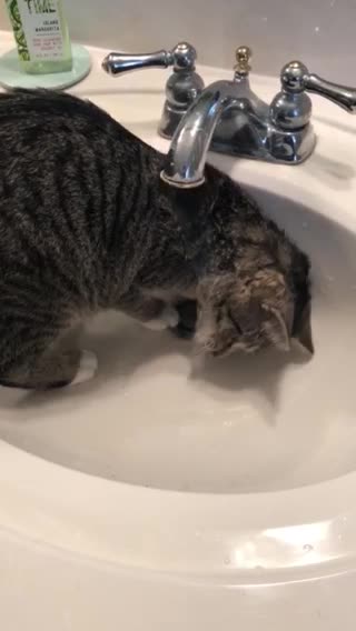 Cat Loves To Give Herself A Warm Shower Every Day