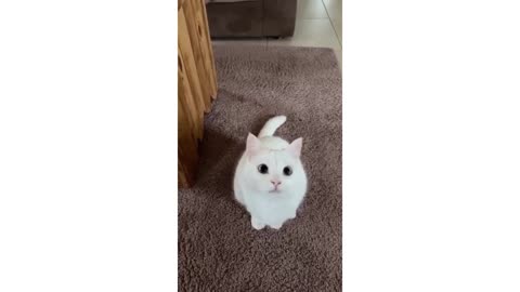 Smart cute and funny animals