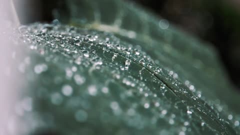 Who love nature & rain ? best video ever