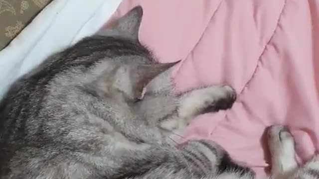 a sleeping cat harassing