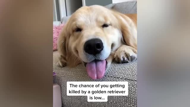 Funny dog