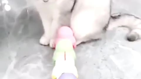 cat looking at toy