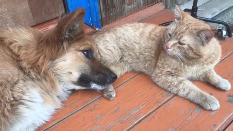 Two best friends 🐕🐈