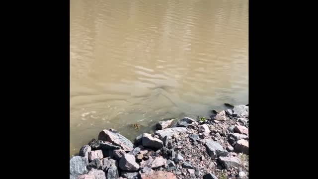 Northern Pike at Göta kanal - Sweden