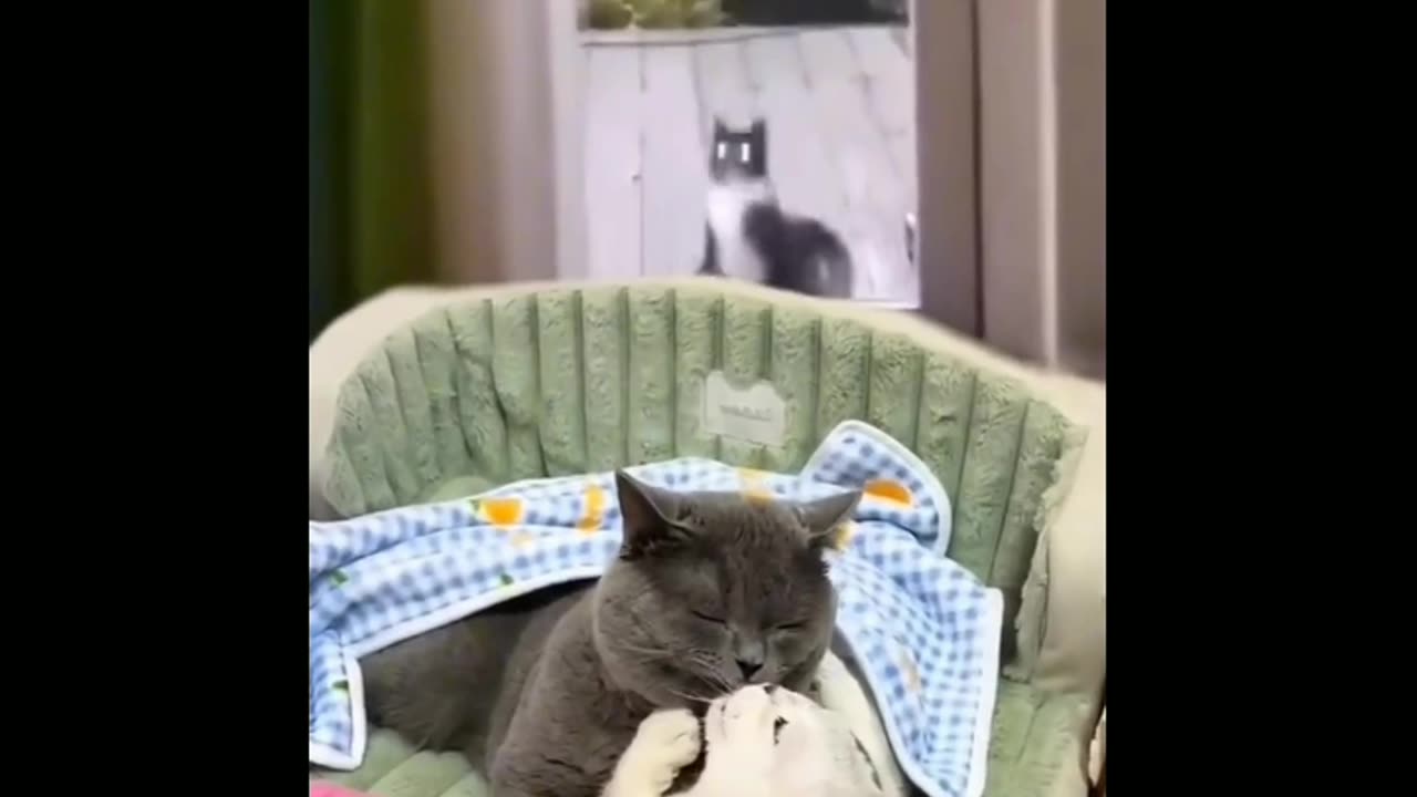 Cute Couple Cat 😻 Funny Video