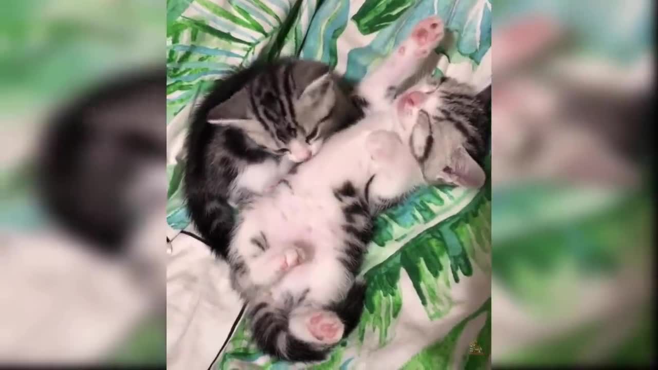 by Cats - Cute and Funny Cat Videos Compilation #11 _ Aww Animals