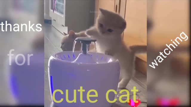 Cute cat is playing with water