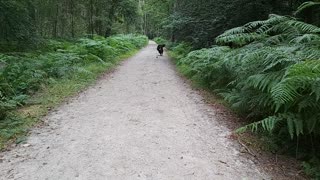 Zoomies in the Woods