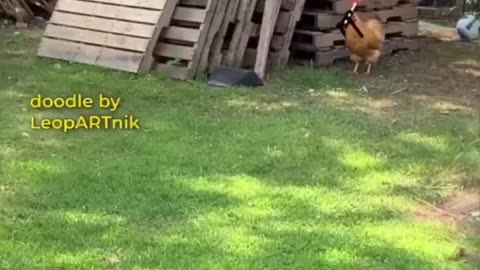 Funny Animal Doodles | Watch These Animals Make You Laugh