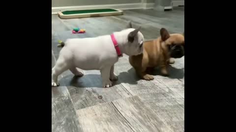 Funny dogs surprise everyone