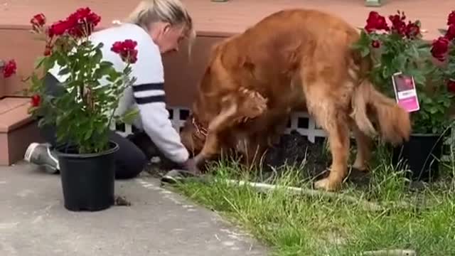 Digging ground for mommy flower.mp4