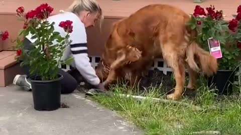 Digging ground for mommy flower.mp4