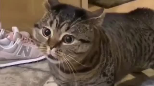 🐈 after awaken!