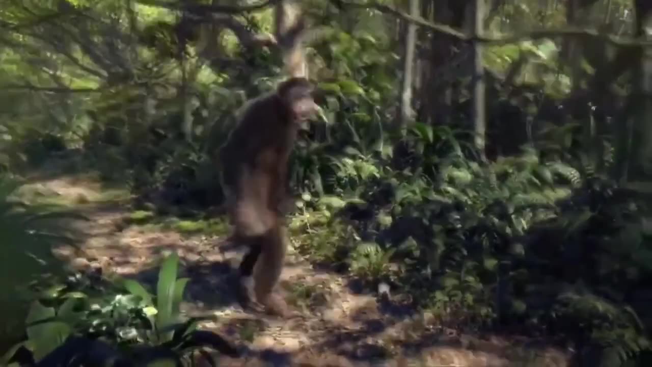 Funny animal: Monceys Dancing video just like humans