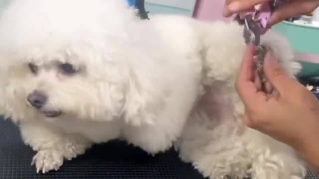 Cute puppy barber