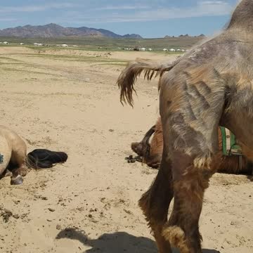 Mongolia my first Camel Ride