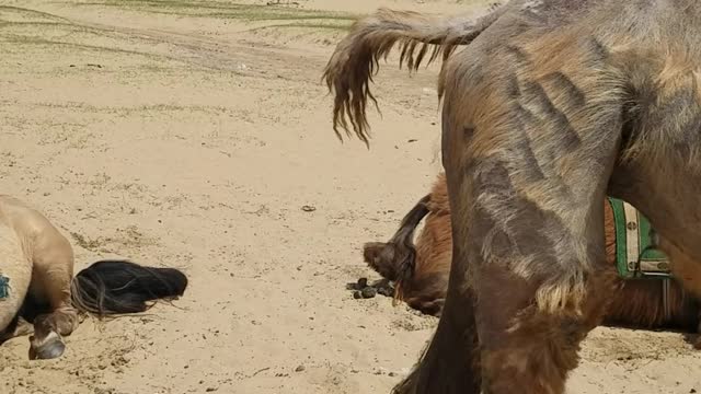 Mongolia my first Camel Ride