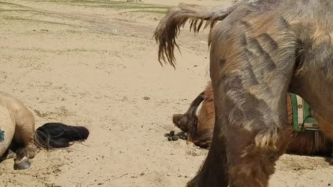 Mongolia my first Camel Ride