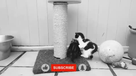 cat high jump playing to kids