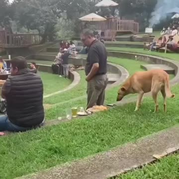 Dog steals a nice meal