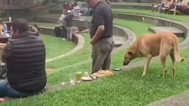 Dog steals a nice meal