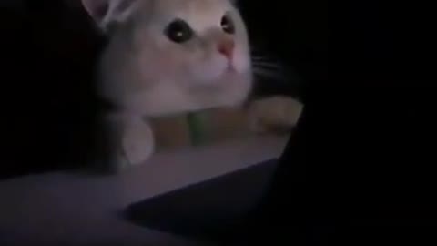 Funny cat browsing computer🤣💞 #youtubeshorts #shorts